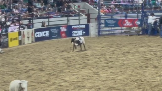 Showcasing mutton bustin' skills at the NWSS