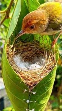Nature’s Little Architects 🪺 | The Amazing Art of Bird Nest Building