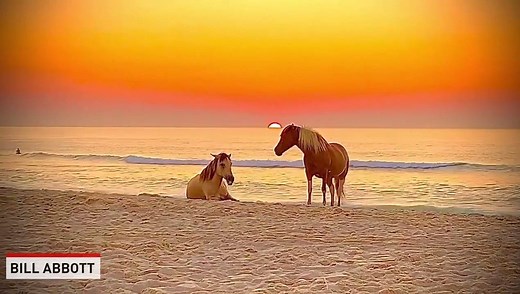 Bill Abbott captured amazing video of wild horses during sunrise at Assateague Island National Park. | The National Desk - TND