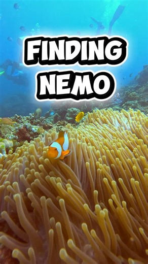 Martin Travelmaniac on Instagram: "Finding Nemo - Raja Ampat Indonesia 🇮🇩 * * * * * # rajaampat #dive #rajaampatisland #indonesia #nemo"