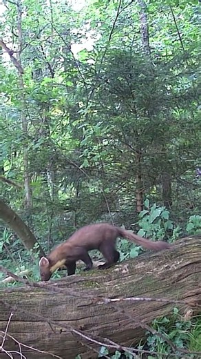 Rare Pine Marten Sighting in Natural Habitat #animals #marten