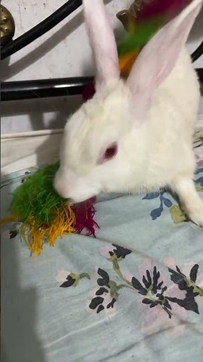 Baby Bunny Screaming is live!