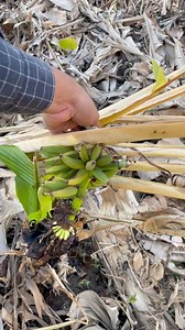 El frio dañó la cosecha | David Araujo En El Rancho