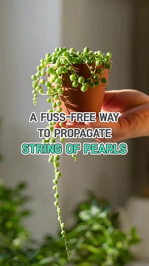 A fuss-free way to propagate string of pearls | Plantasy Hub