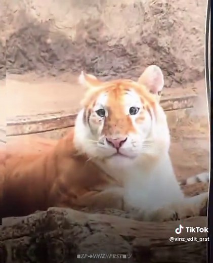 Adorable Baby Tiger Videos Compilation