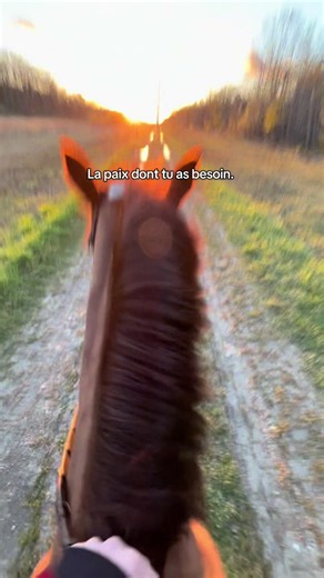 La paix dont tu as besoin 🐎 Rejoins le sport-étude équitation pour vivre ce genre de moment ✨ #Equitation #SportEtude #viral #Cheval #pourtoi