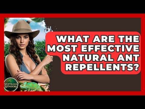 What Are The Most Effective Natural Ant Repellents? - Reptilian Wonders