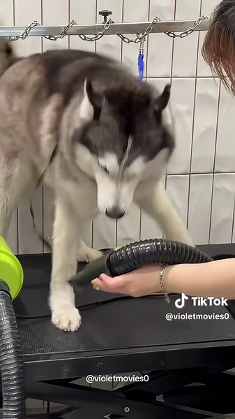 Raising a husky can bring a lot of joy 🤣#dog #husky #cute #pet #dramatic