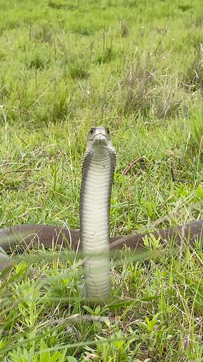 3.1M views · 21K reactions | Deadly Venomous Black Mamba. #reelsfacebook #snakes #wildlife #southafrica #reels #reelsfb | Odin Nelson | Facebook