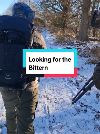 On the search for one if the rarest birds in the UK, the Bittern. #bird #wildlife #birdspotting #wildanimals #wildlifephotography @RSPB