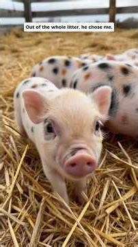 I raised the tiniest piglet... look at him now 🐷