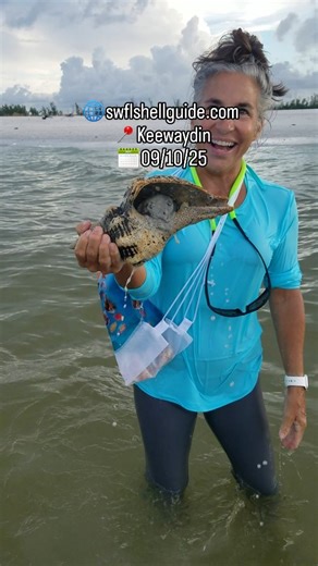 SWFL Shell Guide 🐚💕🤙 on Instagram: "Whoa Nelly! Today's guests really corralled the horses!! 🐴🐚🏆 . ✌💕🐚 #Seashells #shellventure #ShellingGuide #MarcoIslandShelling #LetTheShellventureBegin #Shelling #Shells #shelltour #paradiseclub #GulfCoast #GulfofMexico #RoamFlorida #letsgoshelling #shellingboattour #horseconch #SouthWestFlorida #swfl #NaturalFlorida #FloridaSeashells #SWFLShellGuide #marcoisland #shellingtour #thingstodoinflorida #shellinglove #loveshells #keewaydin"
