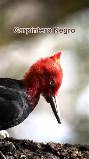 #chiletravel #birdwatcher #chileestuyo #patagoniachilena #turismochile #avesdechile #parquesnacionales #ornitologia #naturalezachilena #avesdechile #chilebirds #observaciondeaves #cochamovalley #vallecochamo #pajarocarpintero #woodpecker