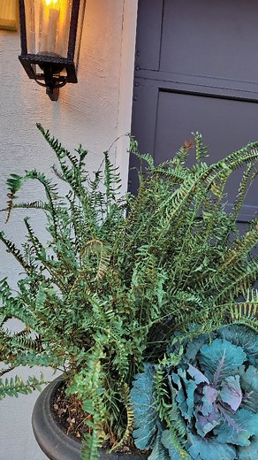 Have you heard we're going back to the mid 60's this week? My poor ferns & topiary didn't do well during our recent frost, so I pulled an old trick out of my bag and spray painted them! Now I get to enjoy my ferns a little longer! 藍 | Gardenia Cottage Interiors | Facebook