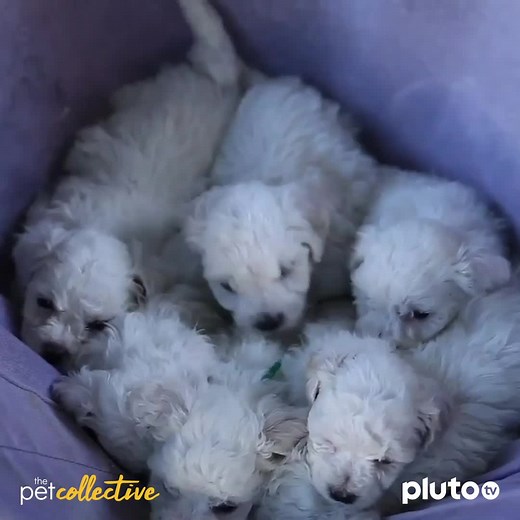 24K views · 586 reactions | Yes, this is the kind of ridiculous cuteness you can expect from The Pet Collective! Spend #LoveYourPetDay right here: (CH 647) https://pluto.tv/live-tv/the-pet-collective | Pluto TV | Facebook