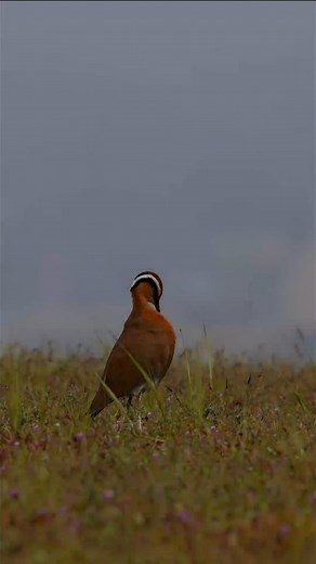Indian Courser 🤎 Bhigwan grassland 📍 #BirdingIndia #bhigwan #trendingreels #reels #explore #indiancouser #viral #natgeoindia #grassland #reelsvideo #mrroy_wildlife #sandiproysphotography #highlights | Sandip Roy