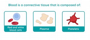 Blood Composition | LC Biology | Studyclix Boost
