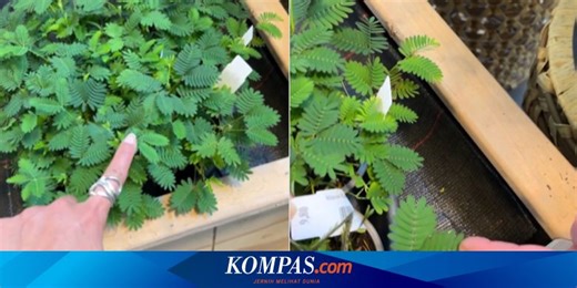 Kerap Dianggap Tanaman Liar, Putri Malu Dijual Rp 150.000 di Swiss