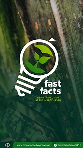 301 reactions · 36 shares | Isa ang tubo sa pinakamahalagang pananim...