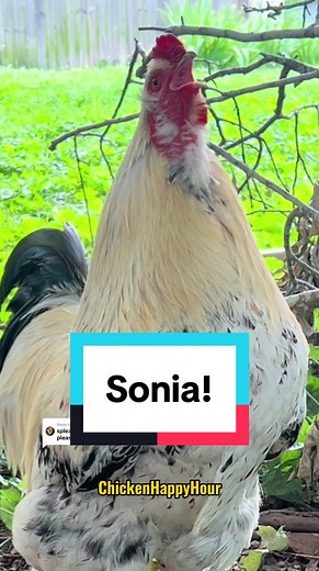 Funny Chicken Names Compilation