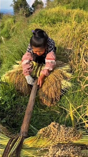 A simple process of threshing rice so that it can be carried