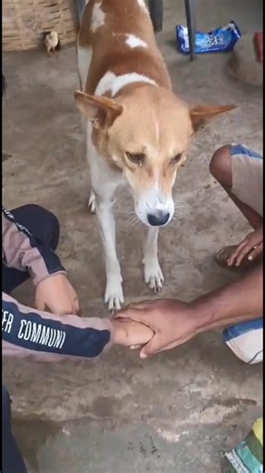 Kittu ki bada bhai#jki#dog#Dog video