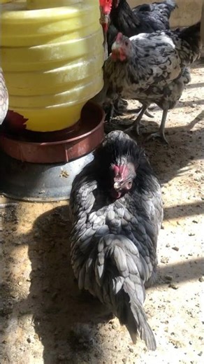 Saving a Chicken With a Broken Neck - The Full Process #poultry #farming #tutorial