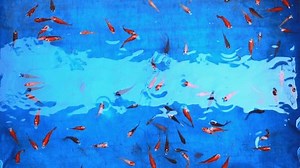 Flock Small Fish Swimming Inside Blue Stock Footage Video (100% Royalty-free) 3414411047 | Shutterstock