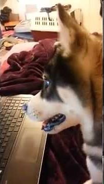 Husky makes a skype call!