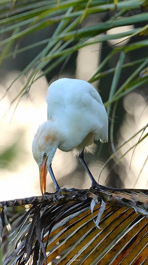 17K views · 3.4K reactions | Cattle egret | 퐍퐚퐭퐮퐫퐞 퐏퐡퐨퐭퐨퐬 퐁퐨퐨퐤 | Facebook
