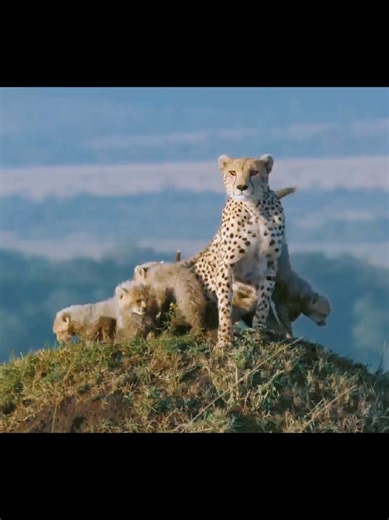 #gepard_cubs #gepard #❤️ #❤️❤️❤️ #🥰🥰🥰🥰❤️❤️❤️