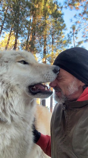 Oliver “the wolf guy” vs. cancer update. #wolfguy #cancer #update | Oliver