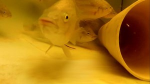 Aquaponics: Poway man designs water-efficient garden fed by fish poop