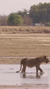 107K views · 1.5K reactions | 女  With no other choice, these young lions make a brave exit through croc infested waters.. ▶️ Watch the full video on Love Nature YouTube and Facebook! @blueantmedia @lovenature #lions #lion #Lioness #lionteenagers #bigcats #wildlifedocumentaries #lovenature | Love Nature | Facebook