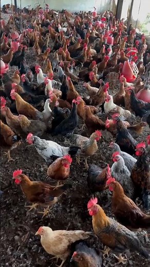 Raising Roosters for a Living (Real Farm Life)