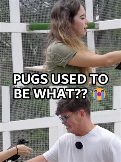 The Wild History of Pugs Explained