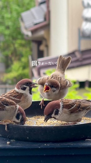 ついにヒナちゃん1号参上！毎日ヒナ祭りを始める方法