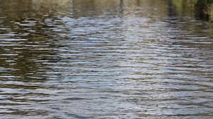 Ducks, Water, Swimming. Free Stock Video