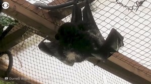 Birth of world's rarest fruit bat on camera