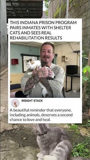 Healing Paws: How Shelter Cats Are Changing Inmate Lives 🐾