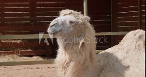 A huge white camel lies in the sun at the zoo. A beautiful white camel takes a nap on a warm summer day in the zoo's enclosure. Beautiful camel ship of the desert in the zoo.