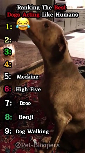 Ranking The Best Dogs Acting Like Humans