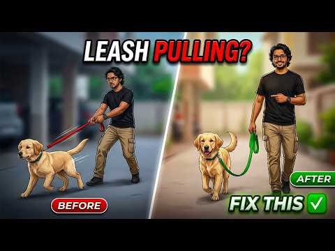 Train Your Dog to Stop Pulling in 10 Minutes: Live Correction