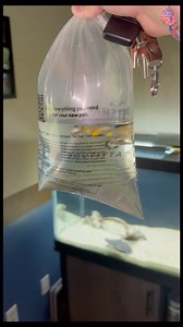 71K views · 113 reactions | New Baby Turtle Video Out On YouTube | Grant Chase | Facebook