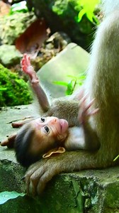 13 reactions | Poor Baby Monkey #monkeys #babymonkey | Monkey Sounds | Facebook