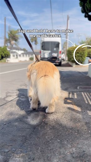 978K views · 10K reactions | But why is the sound effect so realistic? 來 #dogoftheday #goldenretriever #cutedog #ilovemydog #funnydog #dogwalk | Chase n Chester | Facebook