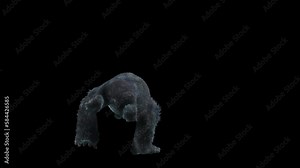 Gorilla Dancing, 3d rendering, Animation Loop composition 3d mapping cartoon, Included in the end of the clip with Alpha matte.