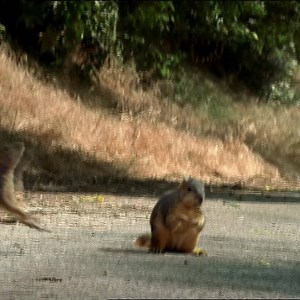 6M views · 6.3K reactions | The top 5 have been chosen and the Best of GEICO is almost over. But don't worry: you could still save money with GEICO. | GEICO | Facebook