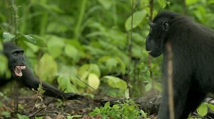 Why Crested Black Macaques Fight