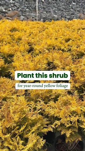 Fast Growing Trees on Instagram: "Add some sunshine to your yard with the Southern Living Night Light Chamaecyparis Shrub! ☀️🌿 This low-maintenance evergreen plant is great for adding year-round brightness and color contrast with other evergreen plants. Grows best in zones 5-8. Tap the link in our bio to get plants delivered! . . #fastgrowingtrees #evergreenshrubs #landscaping #gardeningforbeginners #shrubs"